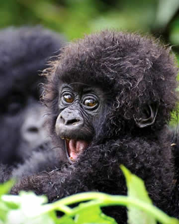 Uganda gorilla safaris