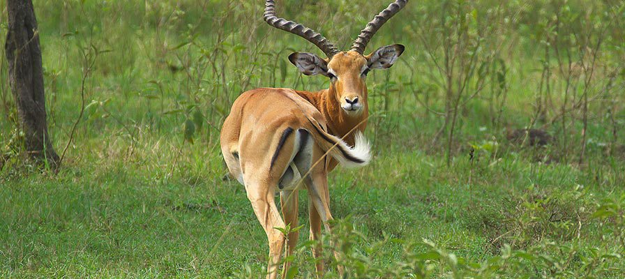 Lake Mburo National Park