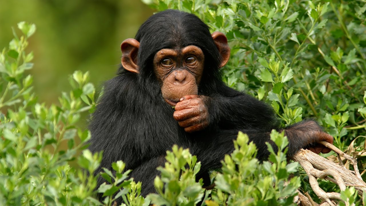 Kibale Forest National Park