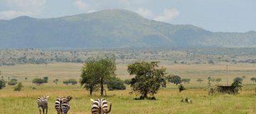 Kidepo Valley National Park