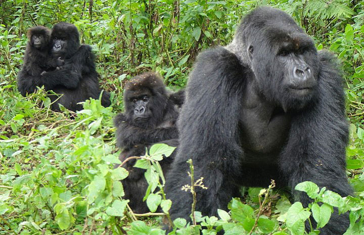 Track gorillas twice in Bwindi forest