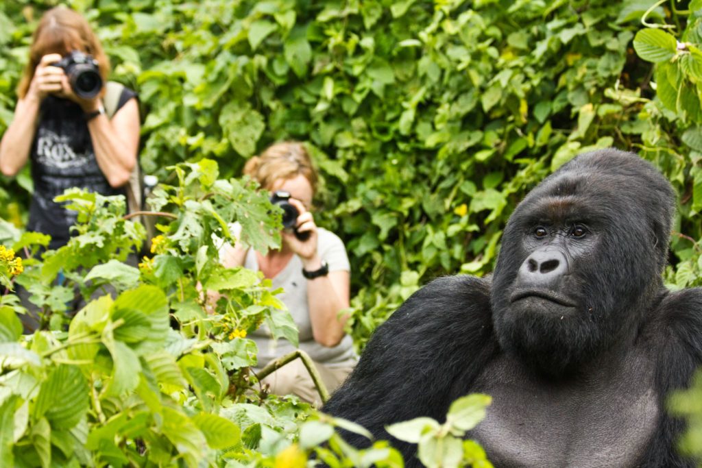 Gorilla trekking