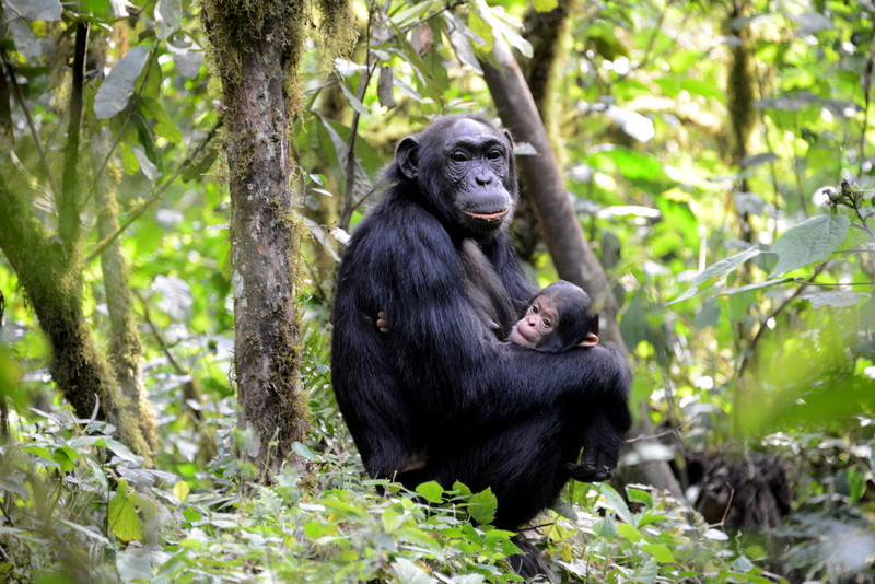 Chimpanzee mother Kibale