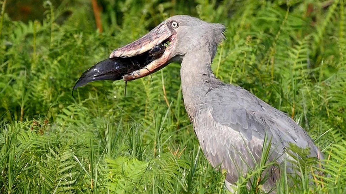 Bird watching in Uganda