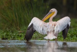 Pink backed Pelican Uganda