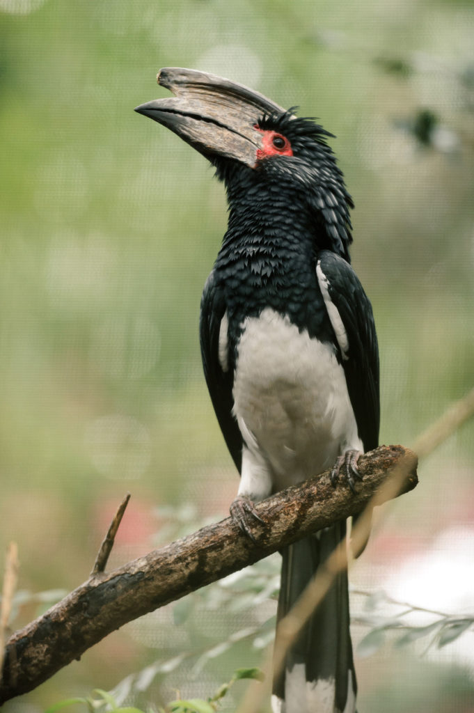 Birds of Bwindi