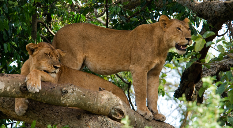 Tree climbing lions