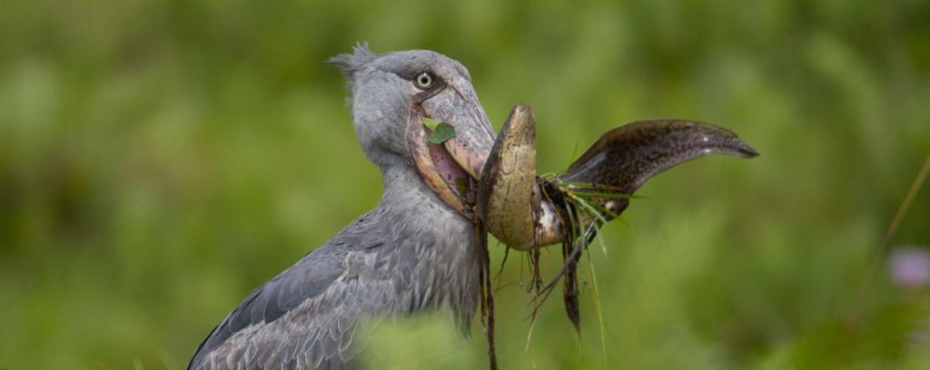 1 day bird watching mabamba wetland