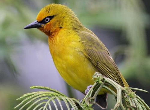Birds in Uganda