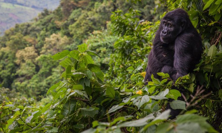 Mountain gorillas