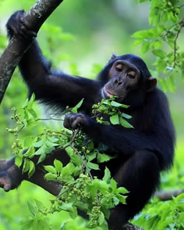 Chimpanzee tracking