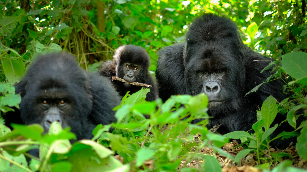 Mountain gorillas Bwindi