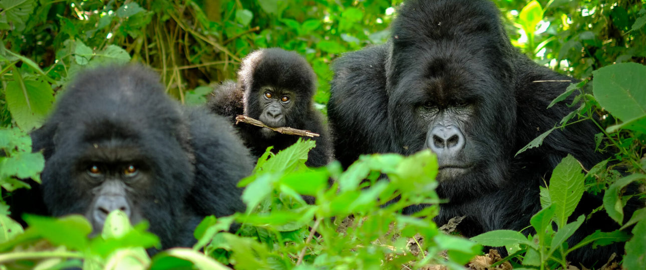 Mountain gorillas Bwindi