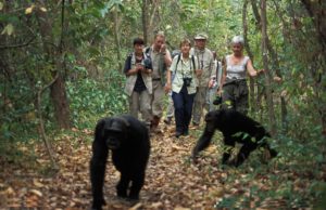 chimpanzee tracking in Kibale forest