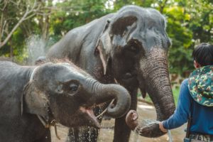 Elephant kills Researcher in Kibale Forest National Park