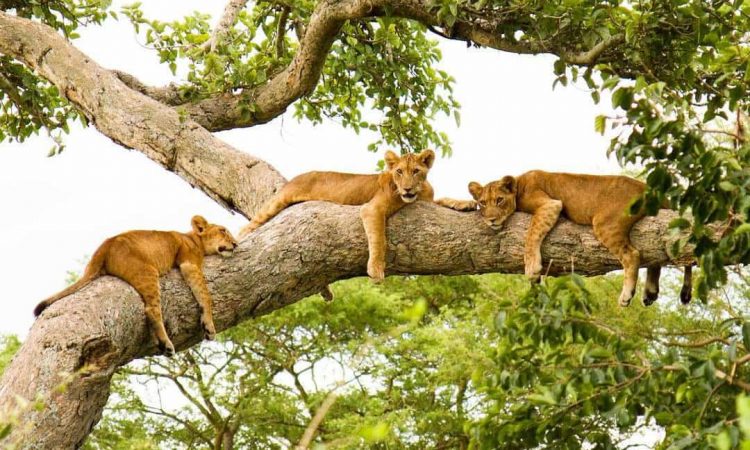 best places to see lions in Uganda