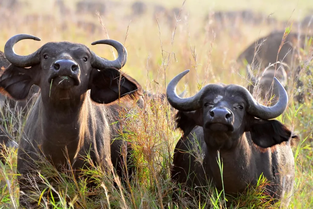 Game drive & boat cruise along kazinga channel