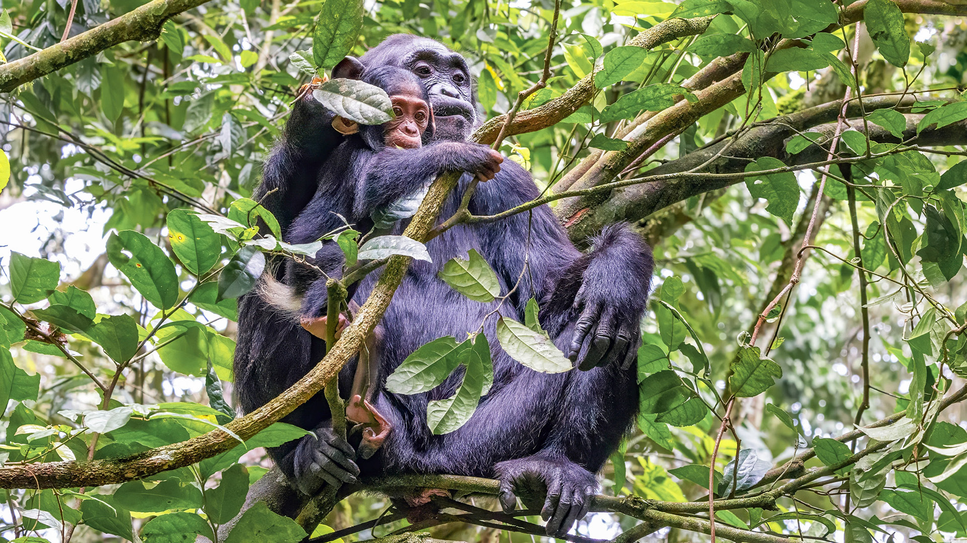 Chimpanzee tracking Kibale