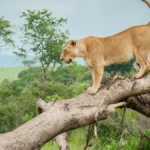 Lioness walking along a large fallen tree trunk in a green savannah landscape.