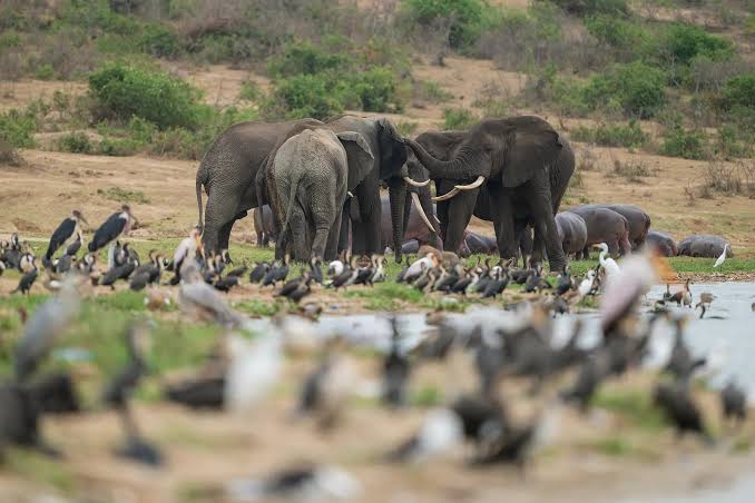 kazinga channel boat cruise