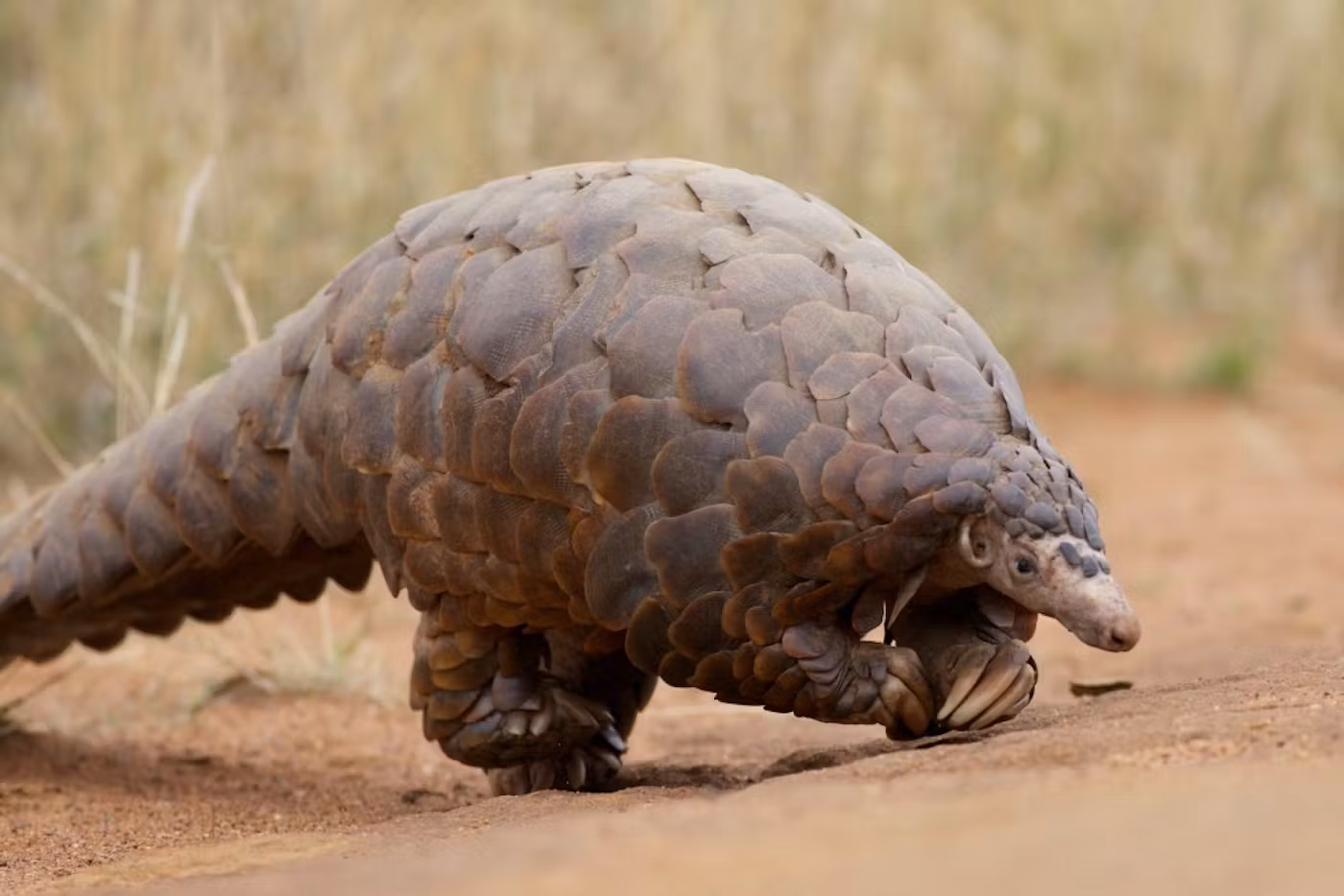 pangolin in uganda 