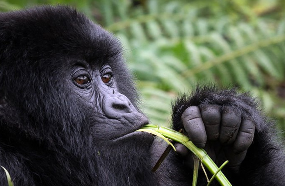 gorilla eating vegetation