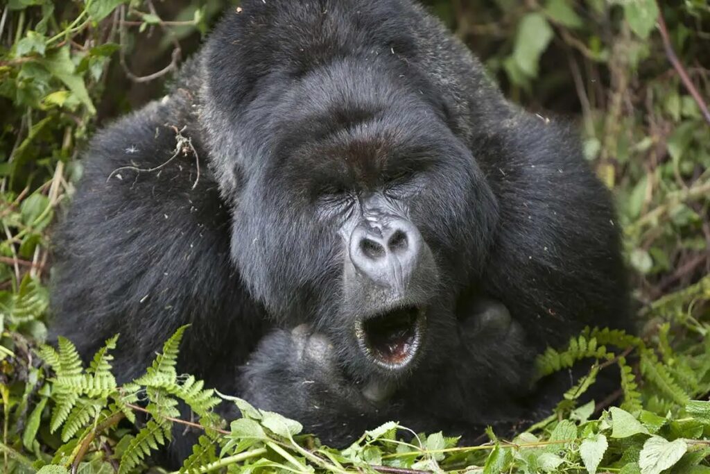 Mountain gorilla trekking in Uganda