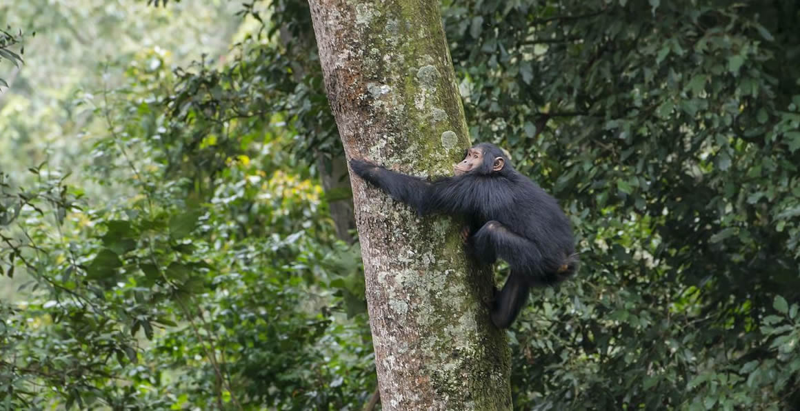 chimpanzee safari