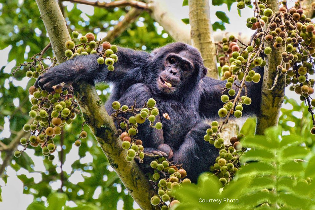 chimpanzee tracking in Nyungwe forest 