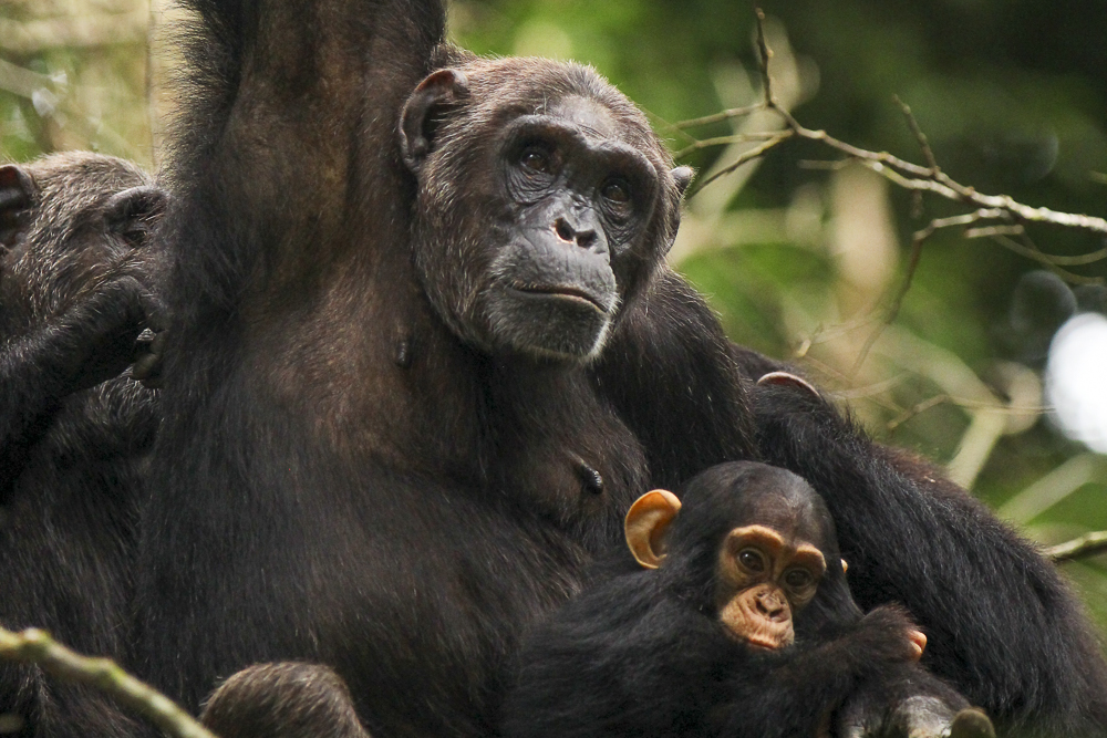 Chimpanzee tracking in Kibale forest