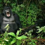 Gorilla trekking in Congo Virungas
