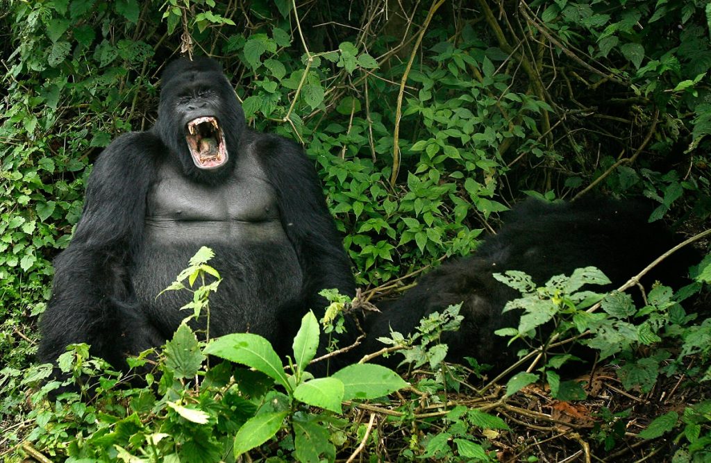 Gorilla trekking in Congo Virungas