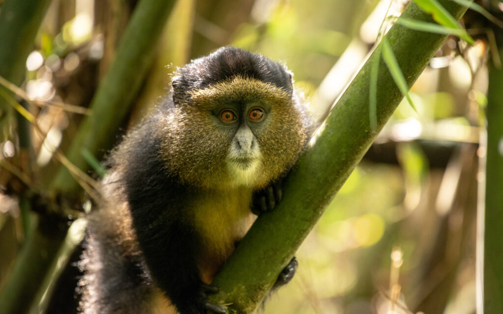 rare wildlife in Uganda 