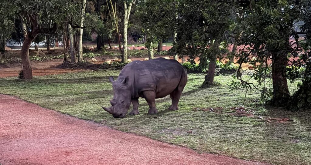 Rhino tracking at Ziwa Sanctuary