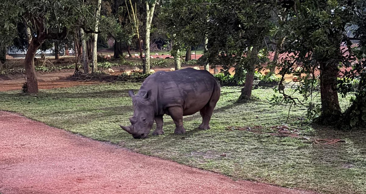 Rhino trekking at Ziwa Rhino Sanctuary