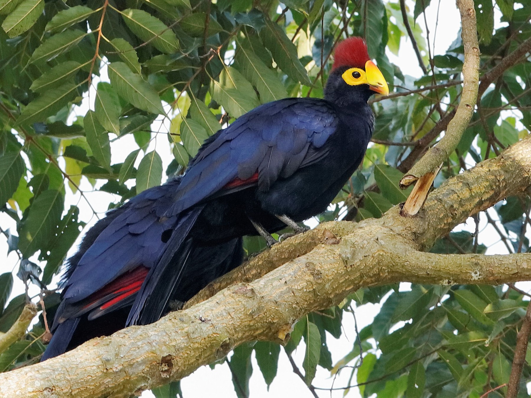 Ross's Turaco