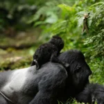 Gorilla bookings