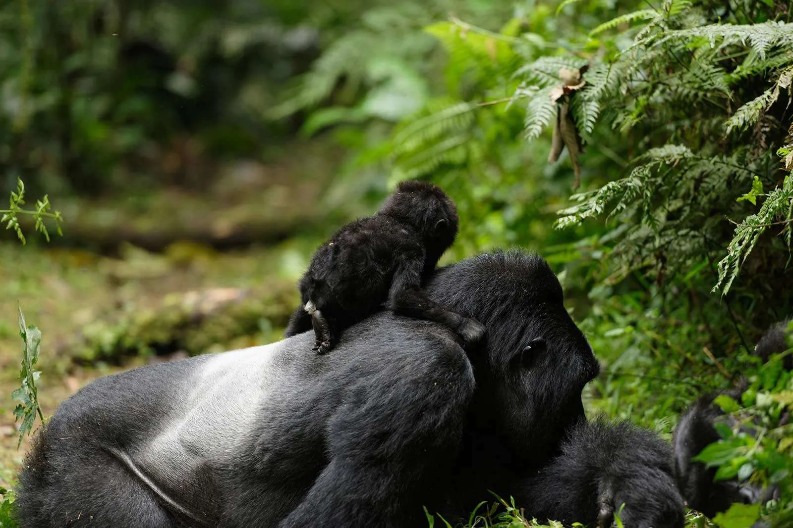 Gorilla bookings