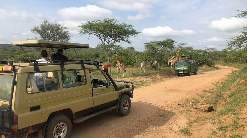 Game drives on Lake Mburo safari