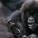 cross-border gorilla trekking