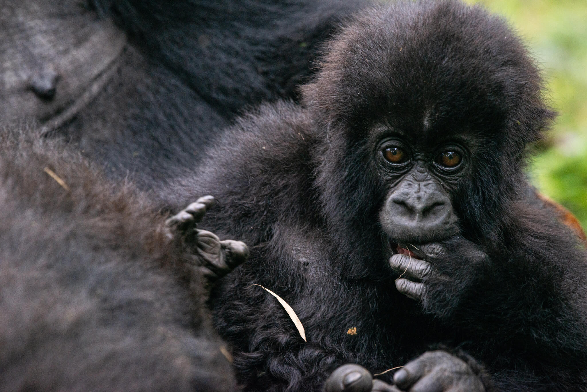 cross-border gorilla trekking