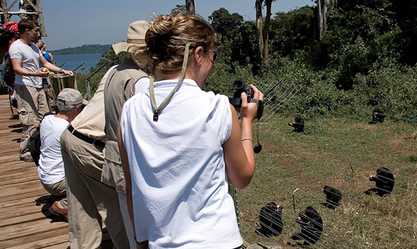 Chimpanzees at Ngamba Island