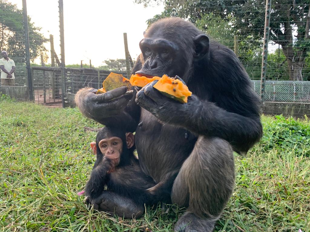 Adult chimpanzee eating a piece of orange fruit while a baby chimp watches nearby on a grassy enclosure field.