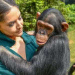 caring for chimpanzee at Ngamba