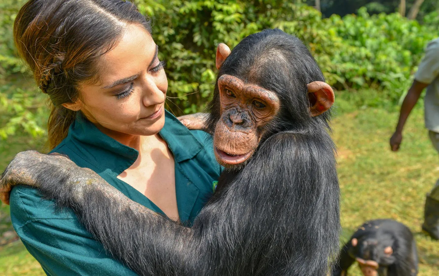 caring for chimpanzee at Ngamba