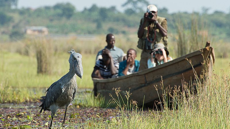 shoebill stork safari
