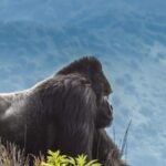 Gorilla trekking in Rwanda - Volcano