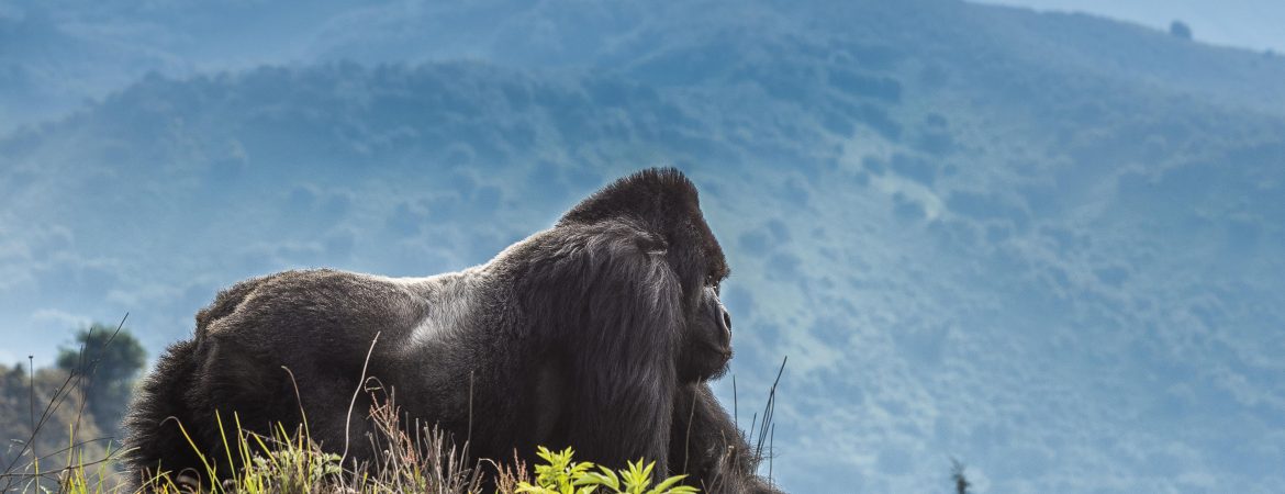 Gorilla trekking in Rwanda - Volcano