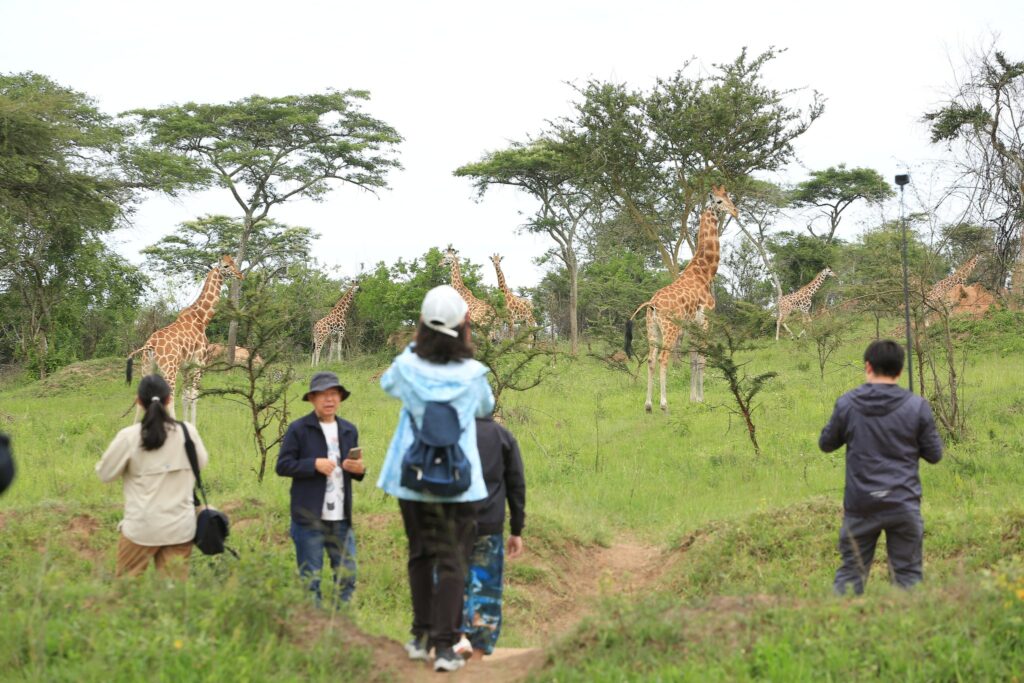 Tourists with backpacks watch several giraffes grazing in a grassy savanna.