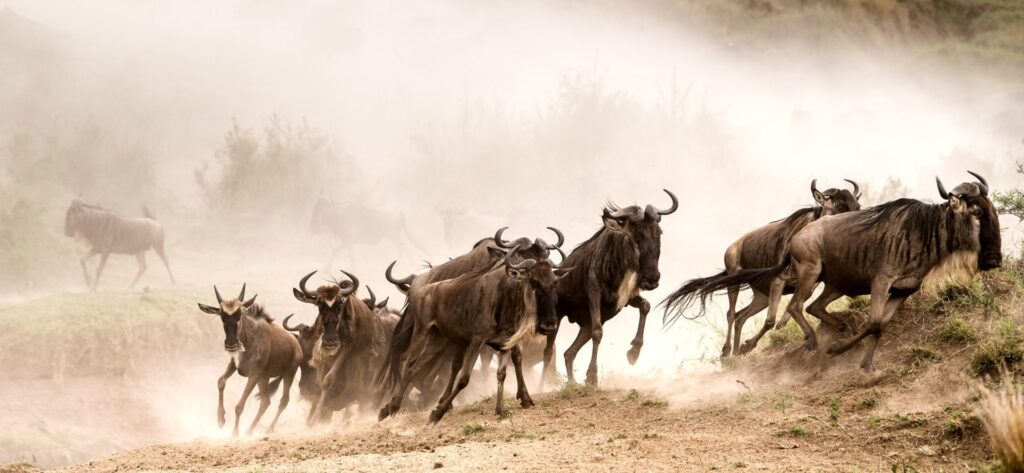 Wildebeest migration